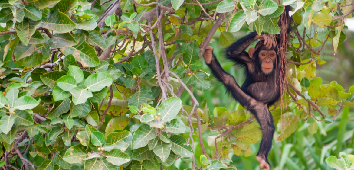 The Gambia wildlife monkeys