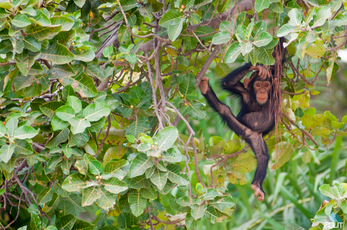 The Gambia wildlife monkeys