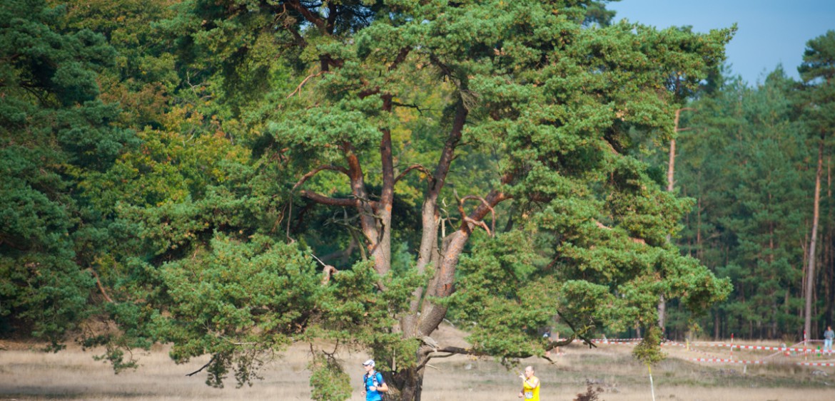 Hoge Veluwe Trail Trailrunning