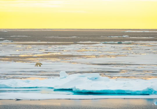 IJsbeer  in Spitsbergen
