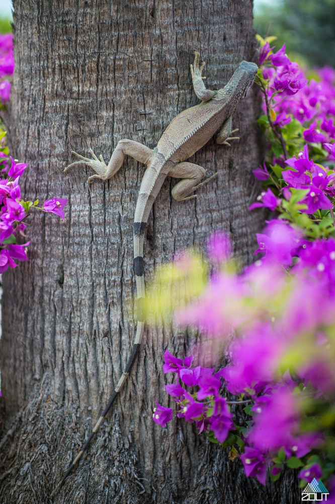 Lizard tree Aruba