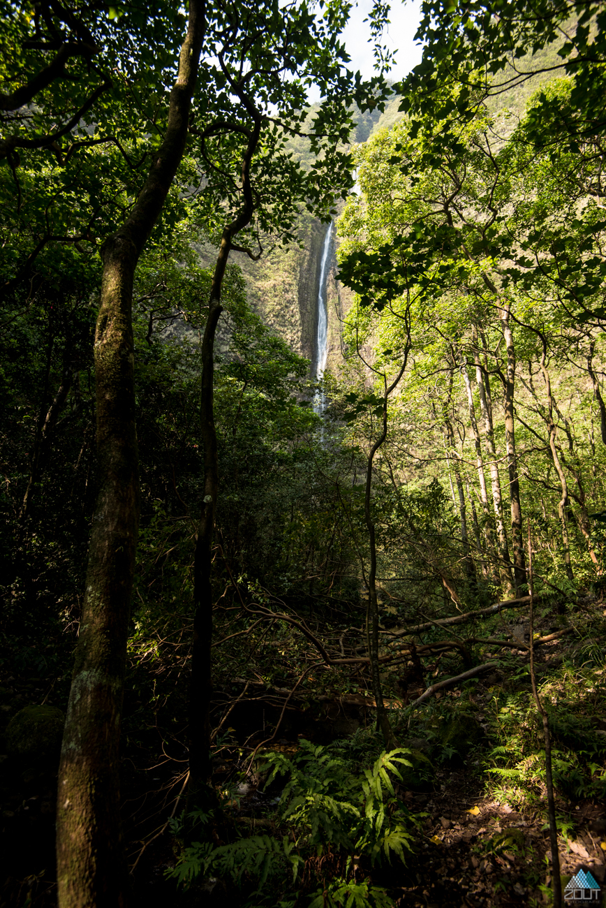 Muliwai Trail, Kohala Forest Reserve Waimanu Bay