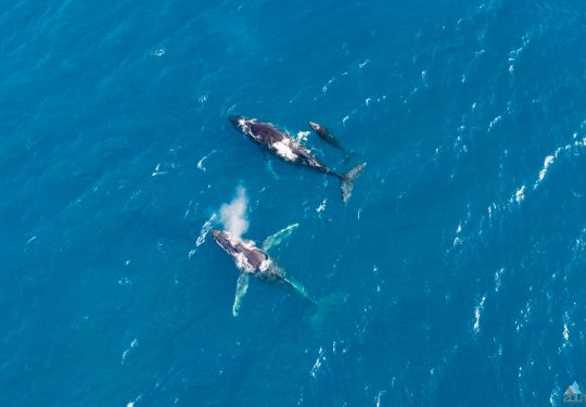 Walvissen in Hawaii