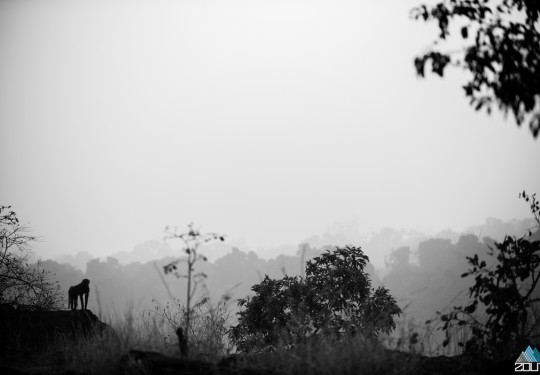 Baboons Makasutu Forest, Gambia Zout Fotografie