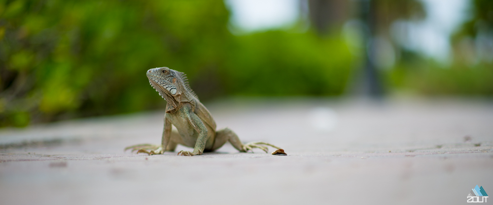 Lizard Aruba