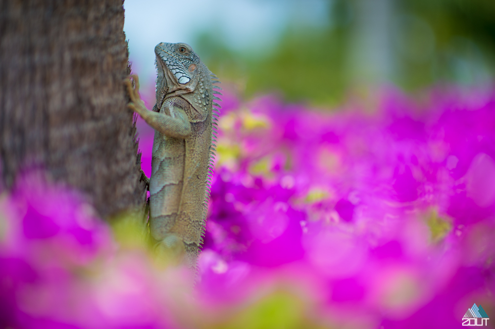 Lizard aruba