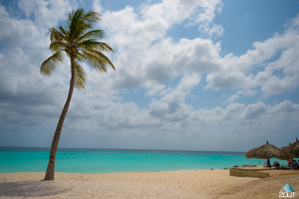 Palmtree Aruba