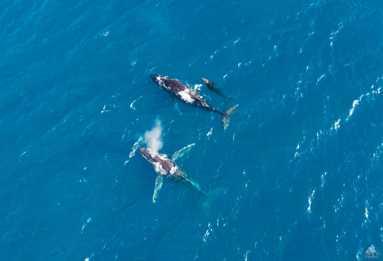 Migrating Whales Hawaii