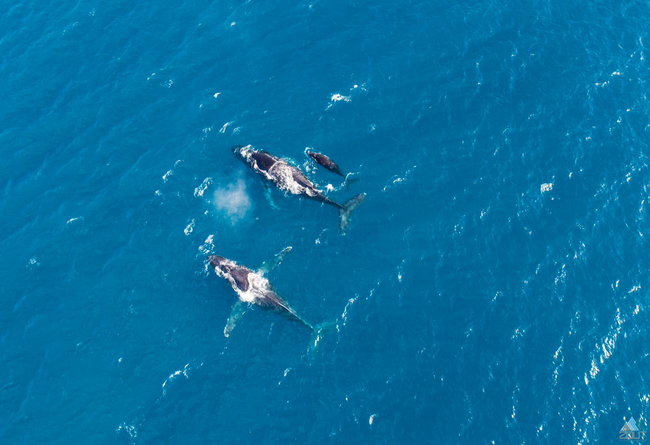 Migrating Whales Hawaii